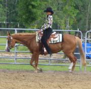 AQHA Mare for Sale $500-
