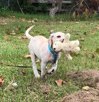 K9 2024 ranch kennels