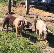 Pigs for sale in Fernandina Beach Florida