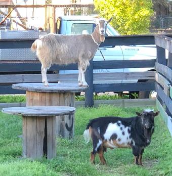 Goats for sale in Fernandina Beach Florida