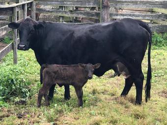 Cows for Sale in Fernandina Beach Florida