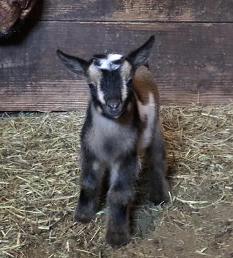 Goats for sale in Fernandina Beach Florida