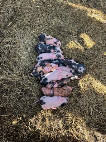 Pigs for sale in Fernandina Beach Florida