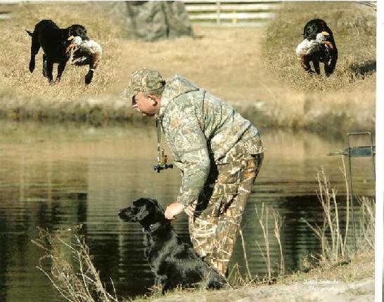 are labradors good with horses