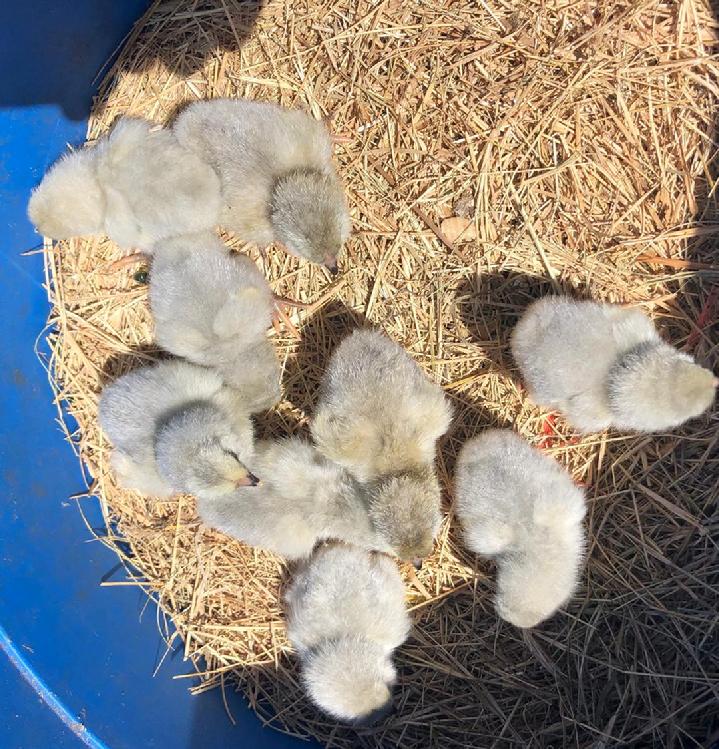 Ameraucanas Chicks for Sale in Fernandina Beach Florida